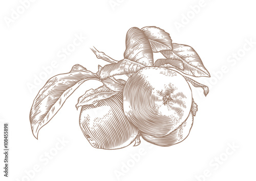 Apple branch with green fruit and leaves