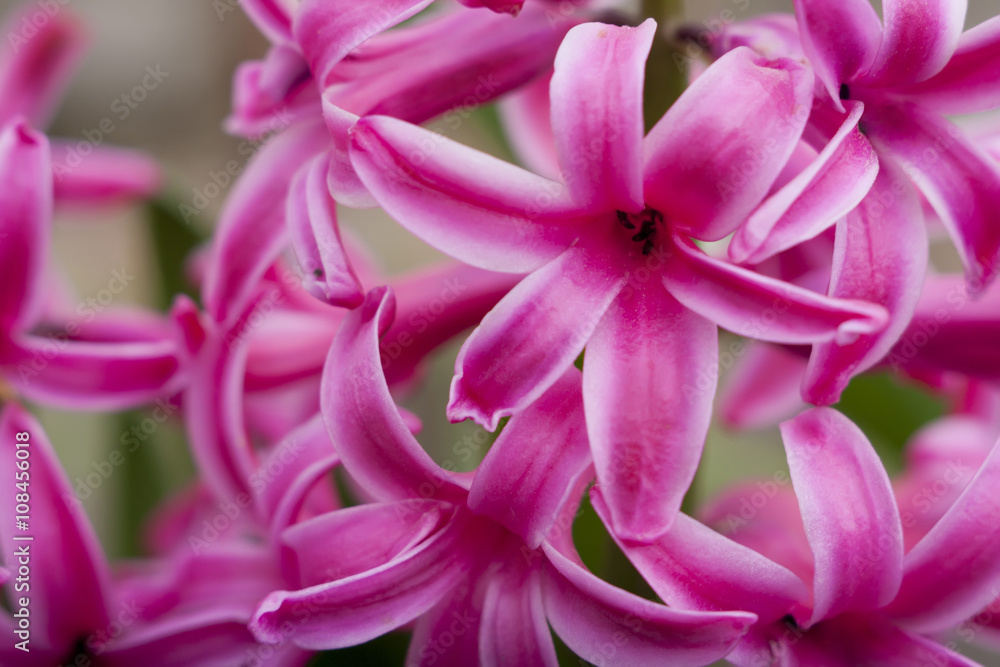 hyacinth flower 1 hyacinth flower 1