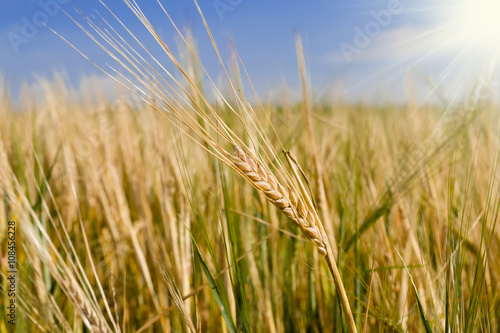 Ears of rye