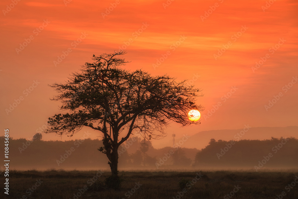 Sunset through an oak tree on field