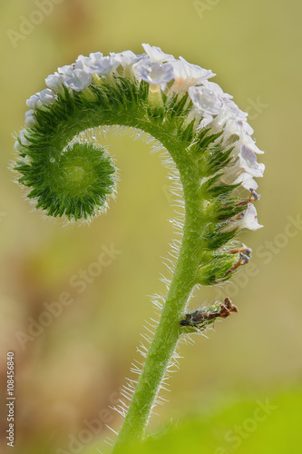 Fototapeta Naklejka Na Ścianę i Meble -  Heliotropium indicum close up with nature background