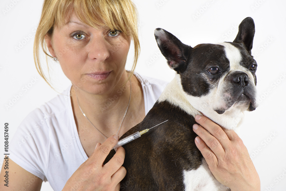 Boston Terrier beim Tierarzt in Behandlung mit Spritze und Impfung