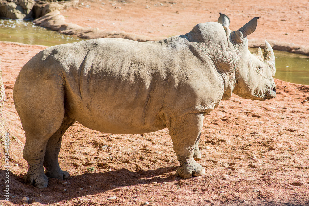 Fototapeta premium white rhinoceros - ceratotherium simum