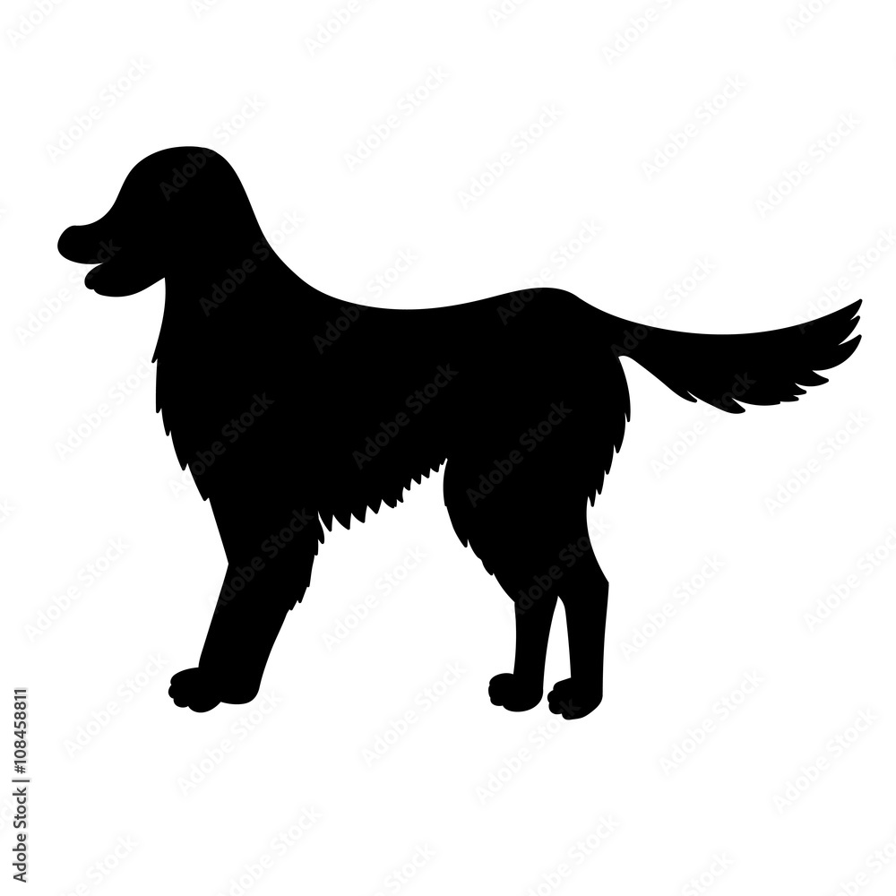  Silhouette of golden retriever isolated on white background