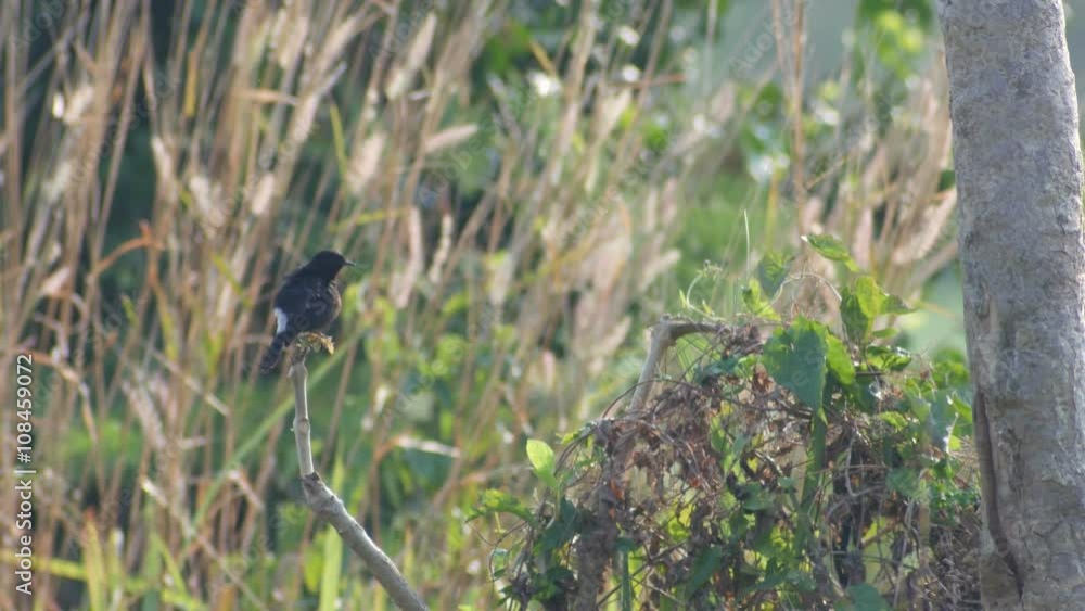 male pied bushchat bird is resting and relaxing on the tree branch male pied bushchat bird is resting and relaxing on the tree branch