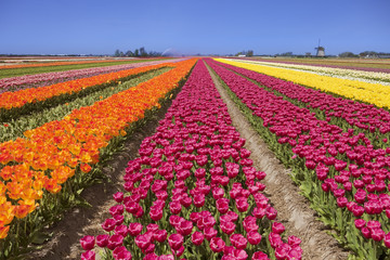 Wandcirkels Tulp Tulpen en windmolen in Nederland  © sara_winter