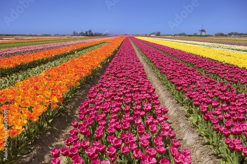 Fototapeta Naklejka Na Ścianę i Meble -  Tulips and windmill on a sunny day in The Netherlands