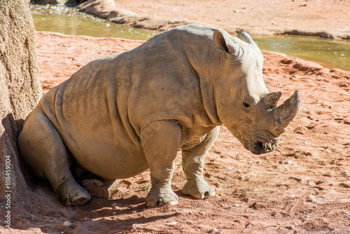 white rhinoceros - ceratotherium simum