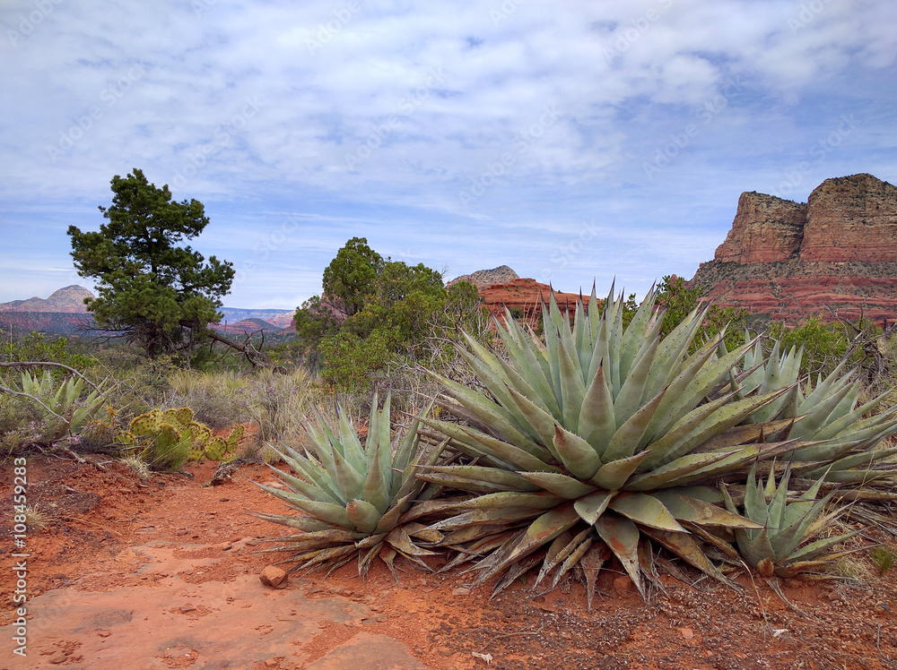Agave Plants in the Desert of Arizona USA Agave Plants in the Desert of Arizona USA