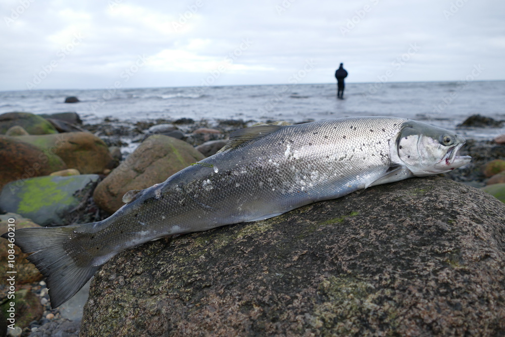 Fototapeta premium Meerforelle und Angler