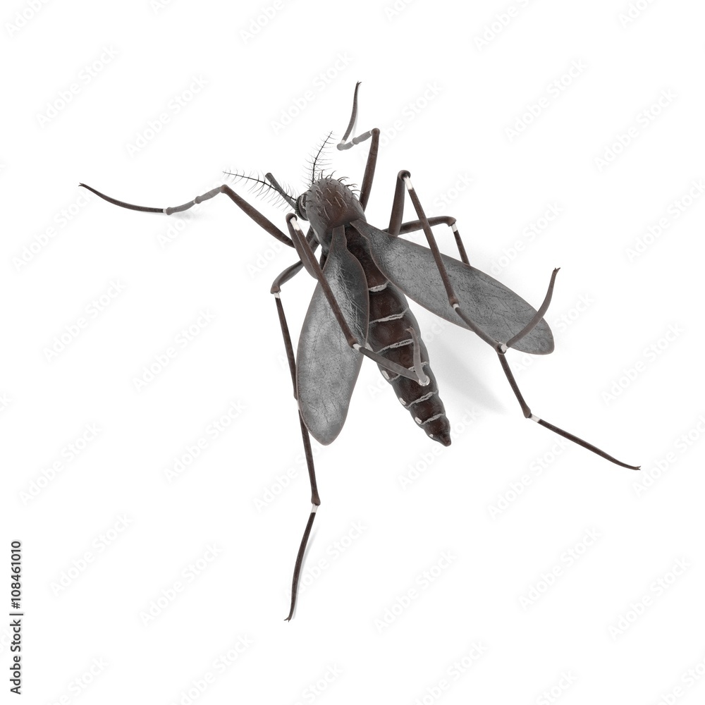 3d render of Aedes Aegypti 3d render of Aedes Aegypti