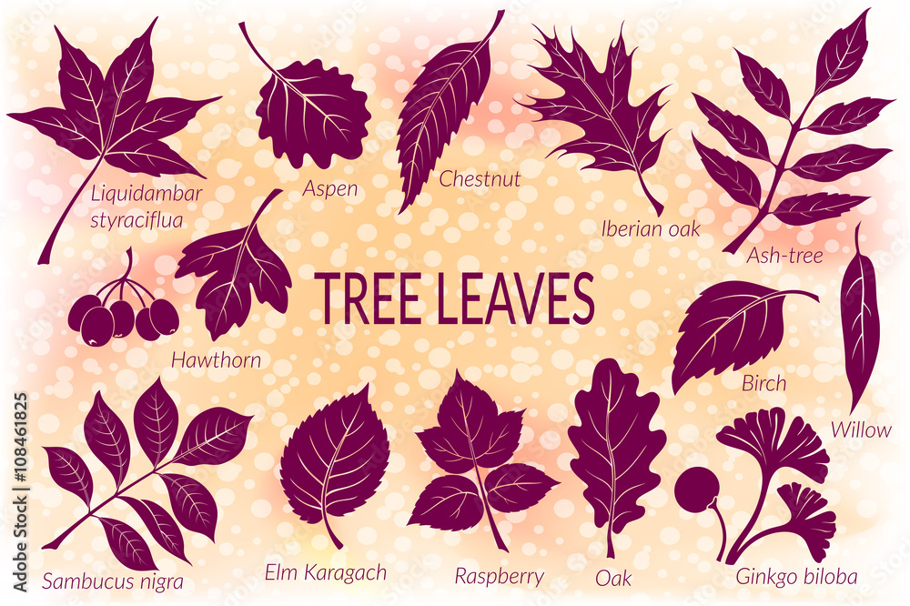 Obraz premium Pictograms Set, Tree Leaves, Oak, Iberian Oak, Raspberry, Willow, Liquidambar, Hawthorn, Aspen, Ginkgo Biloba, Elm Karagach, Birch, Ash, Chestnut and Sambucus. Eps10, Contains Transparencies. Vector