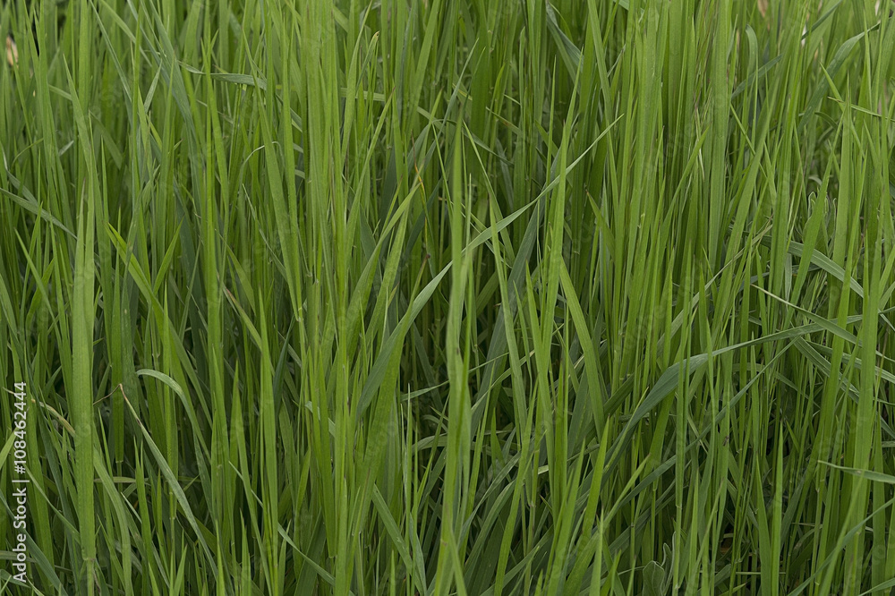 The thick green grass The thick green grass