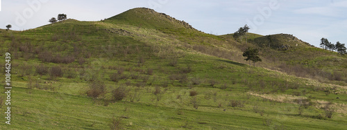 Single pine on the gentle slopes of low hills