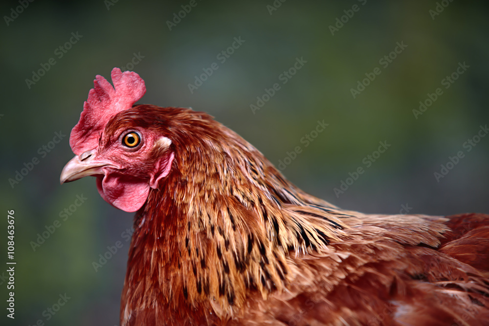 Freilaufendes Braunes Huhn auf dem Bio Bauernhof