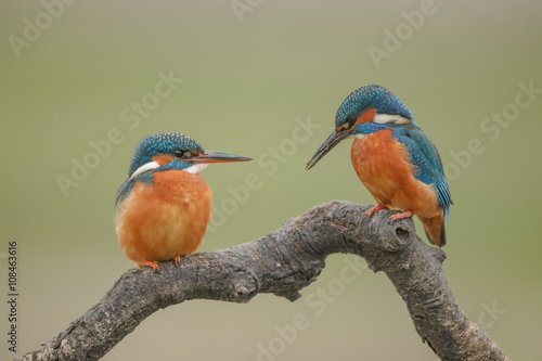 Tela Kingfisher pair