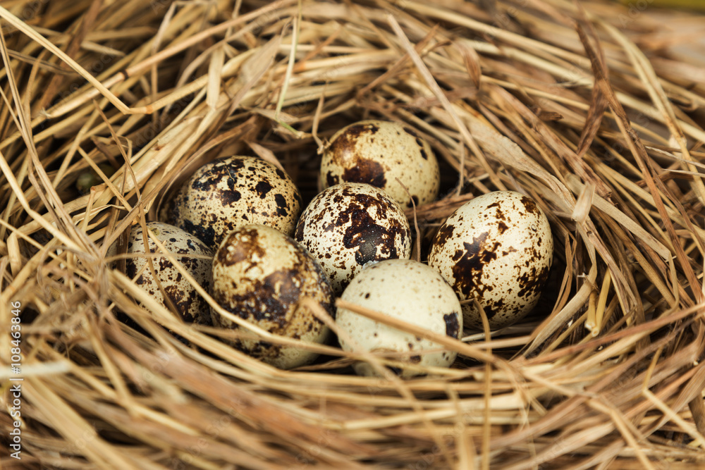 Quail eggs in a nest Quail eggs in a nest