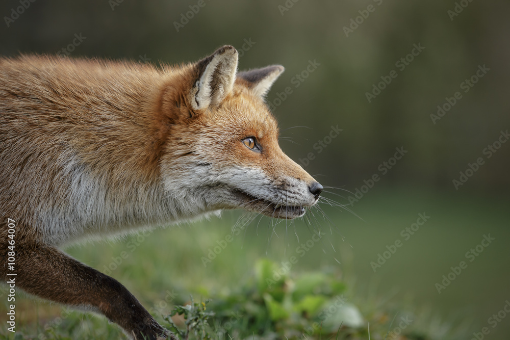 Stalking fox