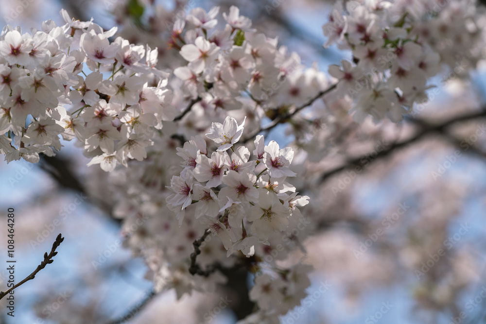 sakura