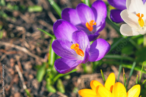 flowers crocuses.colorful flowers in the garden, spring time.free space
