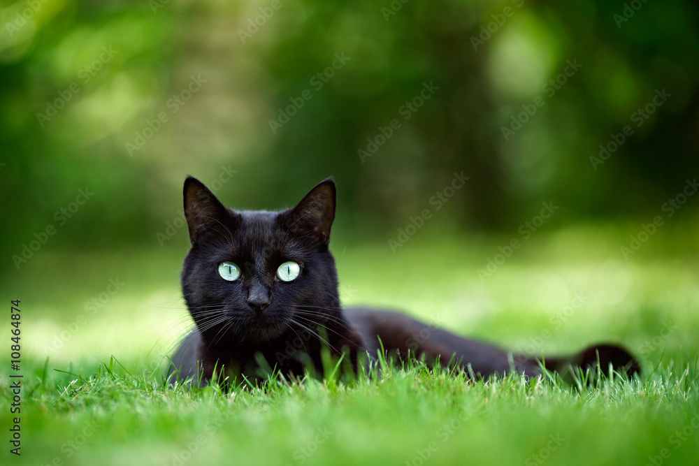 Obraz premium Black cat lying in grass in the garden and looking directly at the camera.