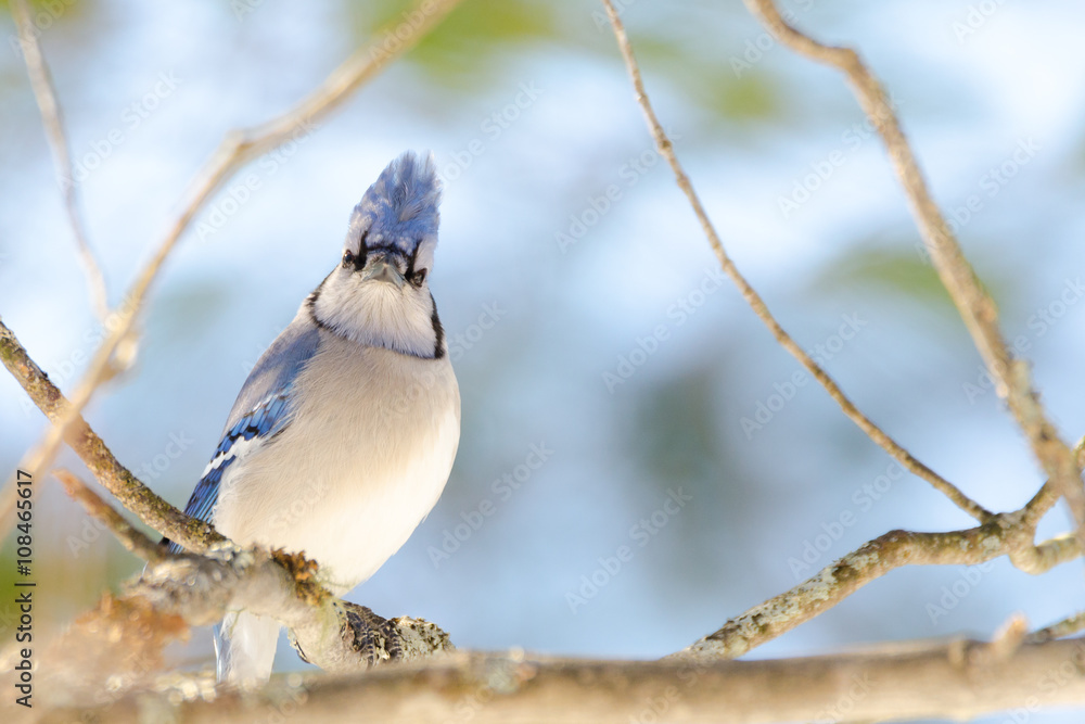 Blue Jay (Cyanocitta cristata) in early springtime, perched on a branch, looking at camera, observing and surveying his domain.
