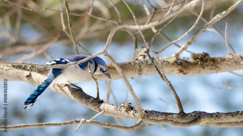 Blue Jay (Cyanocitta cristata) in early springtime, perched on a branch, observing and surveying his domain.