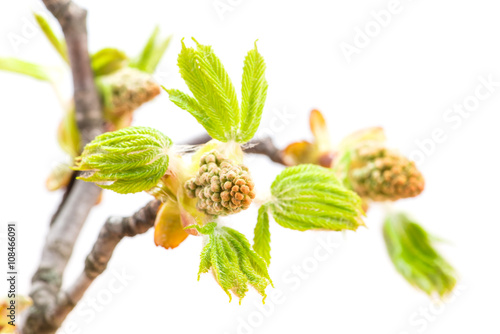 buds of chestnut on a white background