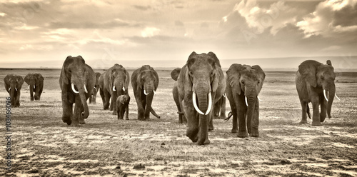 Murais de parede A herd of elephants walking group on the African savannah in the photos taken in