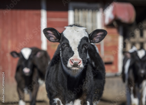 Holstein Calves in a Barnyard: A group of black and white Holstein caves in a sunny barnyard in Dutchess County, NY