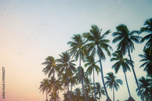 topical coconut trees on cross process filter © bank215