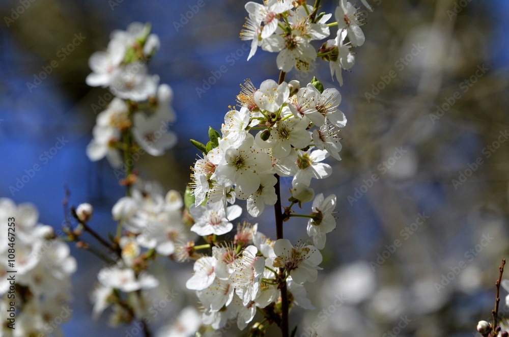 Blüten am Zweig