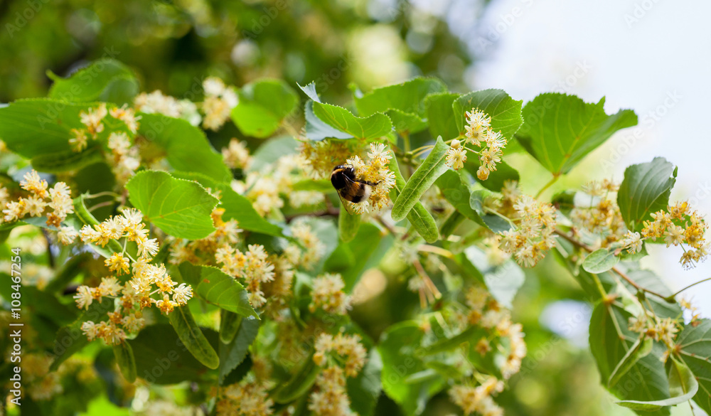 Lime blossom Lime blossom
