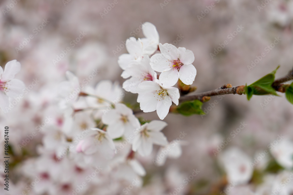 Cherry blossoms / Cherry blossoms on a cherry tree