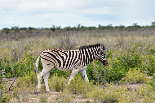 Zebra in Etosha  Namibia