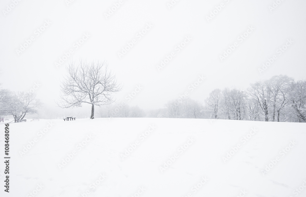 Nice winter scene