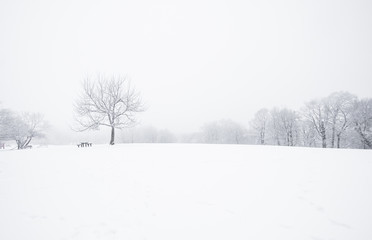 Tableau sur plexiglas Hiver Paysage hivernal enneigé sous ciel nuageux  © Horváth Botond
