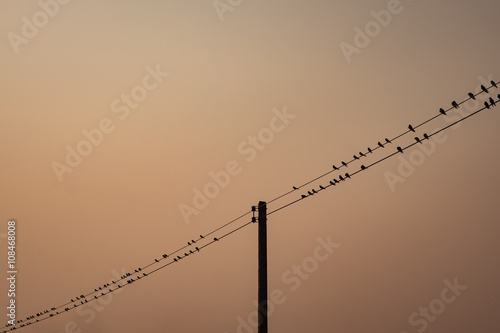 Flock of Bird over Electric Line