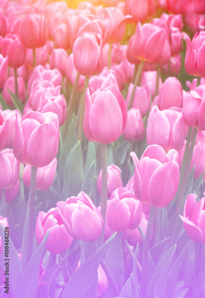 Obraz premium Garden tulips