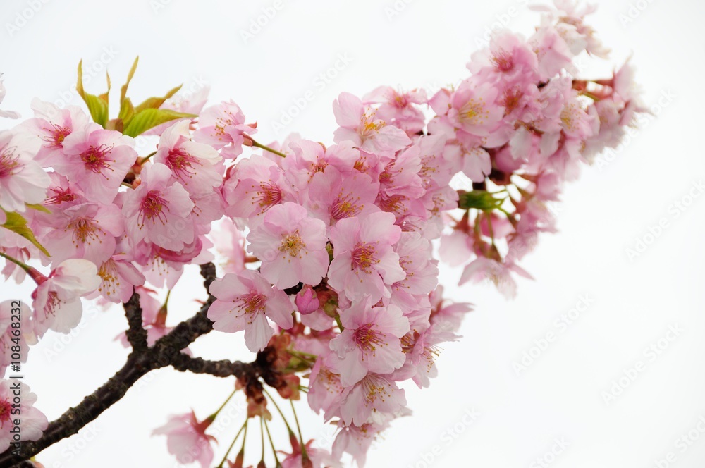 Bloom pink cherry blossom in front of white background