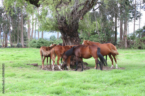 Horses Resting Under a Large Tree © janmarie37