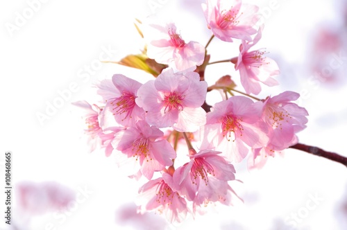 Bloom pink cherry blossom in front of white background