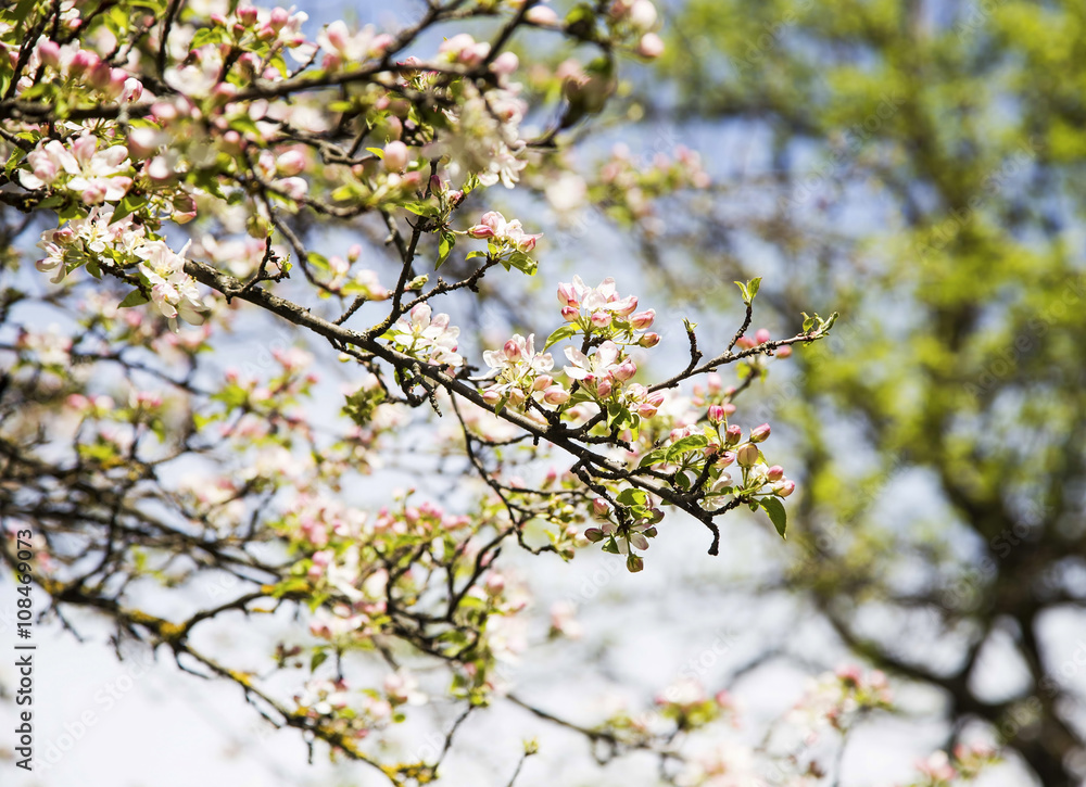 Spring apple tree blossoms Spring apple tree blossoms