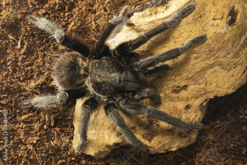 Closeup of mexican black velvet tarantula