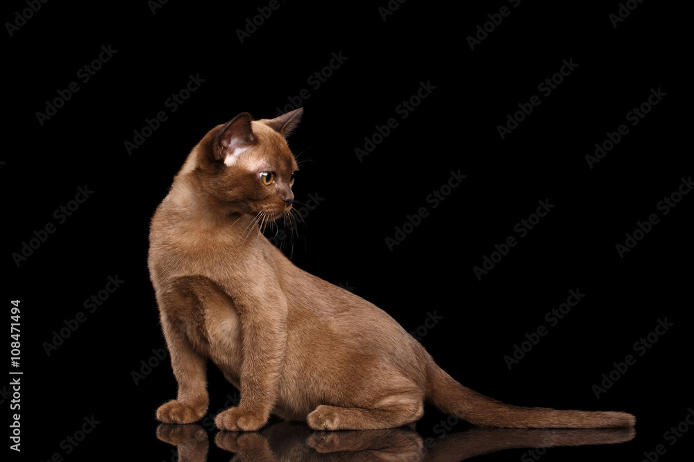Burmese kitten with Chocolate fur Sitting, Looking left, Isolated black