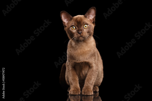  Burmese kitten with Chocolate fur Sitting on Isolated black background