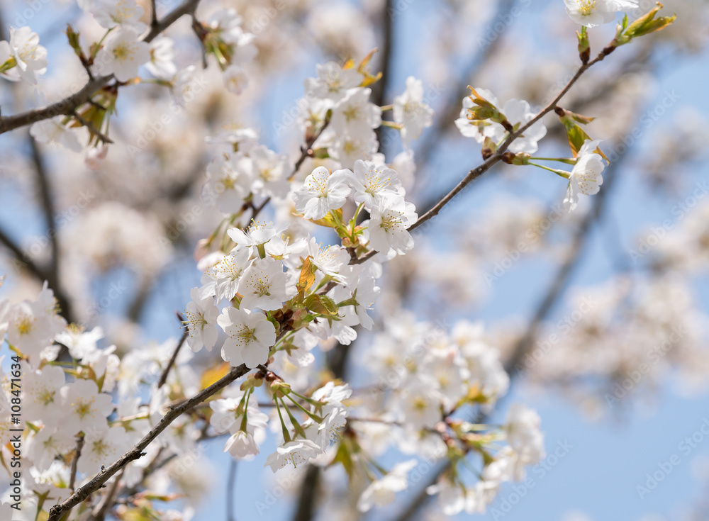sakura sakura