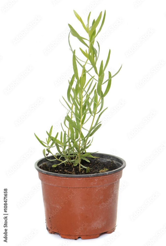 tarragon in pot tarragon in pot
