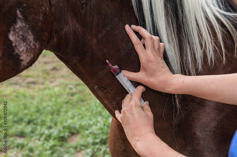 Fototapeta premium traitement préventif et suivis sanitaire du cheval par le vétérinaire.