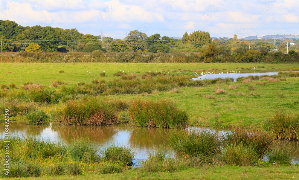 A view across the wet meadows of the Darts Farm RSPB Reserve, Exeter, Devon, England, UK.